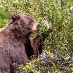 Мечка нахлу в двор и изяде черешите на грък