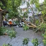 Дърво размаза автомобил в центъра на Пловдив