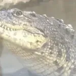 Хвърлиха 3-годишно дете на крокодилите в британски зоопарк