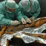 Учени откриха признаци на живот в мумия на 5300 години
