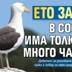 Ето защо в София има толкова много чайки