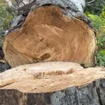 Дърво падна върху мъж по време на сеч в гора край Казанлък, с опасност за живота е