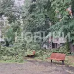 Дърво падна върху майка с 2 деца пред "Кристал"