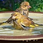 Учените отсякоха: И на птиците им е горещо