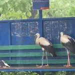 Спасиха 2 щъркелчета след страховитата буря