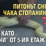 Питонът Снежка чака стопанина си, след като "скочи" от 5-ия етаж