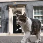Котаракът Лари посреща своя седми съквартирант на „Даунинг стрийт“ 10