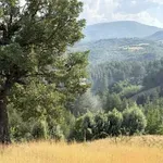 Пожар избухна в землището на Логодаж