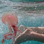 "Морски канибал“ завладява Балтийско море