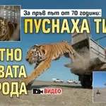 За пръв път от 70 години: Пуснаха тигър обратно в дивата природа (видео)