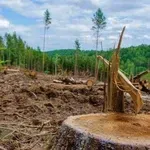 Полицията с подробности за незаконната сеч в гора край Цар Петрово