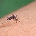 Защо комарите смучат някои хора, а игнорират други?