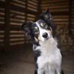 Разследват смъртта на куче в Ловеч