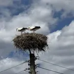 Токов удар уби щъркели в Габрово