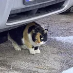 Жестокост към животно и псувни: Докъде стига безнаказаността на децата?