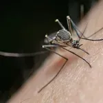 Напаст: 20 август е световен ден на комара