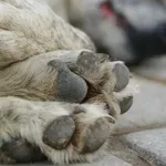 Задържаха мъж, застрелял куче в Димитровград