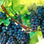 Ето колко струва гроздето за вино у нас