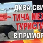 Дива свиня тича между туристите в Приморско