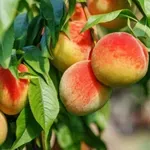 Производителите на праскови отчаяни, търсят помощ от сливенския кмет