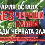 България остава без череши и сливи заради Черната златка