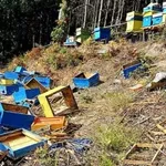 Мечка опустоши пчелни кошери и изяде 150 кг мед в Асеновградско