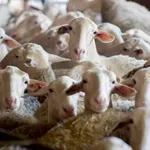 БАБХ спря опит за превоз на рискови овце от Гърция
