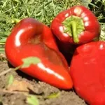 Диетоложка от САЩ: Яжте български чушки за здрави стави и гладка кожа