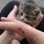 ИЗРОДЧЕТА: Пловдивски гамени колят коте, скочиха на жена