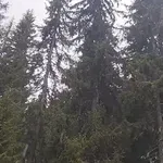 ОТИВА СИ ЛЯТОТО: Сняг прехвърча на Пампорово (ВИДЕО)