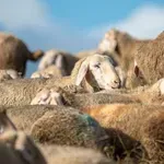 Плъзна шарка по овцете и козите в Хасковско