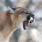 WWF би тревога: Дивите животни в света са намалели със 73%