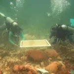 Учени спасяват с подводни „чадъри" корали от смъртоносно прегряване