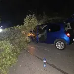 Огромно дърво смачка кола в Бистрица (СНИМКИ)