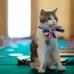 Британският премиерски котарак Лари е претърпял операция, но вече е добре
