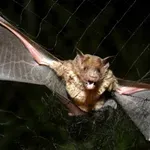 Нов Ковид сценарий? Смъртоносни прилепи превзеха градските пространства в Австралия