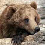 Уловиха и преместиха и втора мечка от района на село Гьоврен