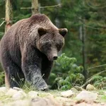 Мечка се разходи близо до Симеоновския лифт на Витоша