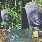 Мечки вилнеят край Мало Бучино