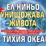 Учените в шок: Ел Ниньо унищожава живота в Тихия океан