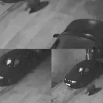 Мече кръстосва улиците на Благоевград пред нощта
