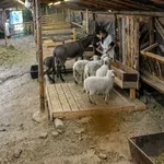 Участничка подпука с шамари овцете във „Фермата“!