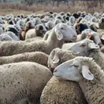 Огнище на шарка по овцете и козите пламна в Шабла