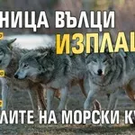 Глутница вълци изплаши жителите на морски курорт (ВИДЕО)