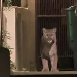 Сан Франциско ми е Шумен: Пума се разходи из града, хванаха я (ВИДЕО)