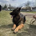 Немски овчарки мериха сили и интелект на изложба в Бутан