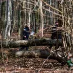 Трагедия: Дърво падна и уби майка и бебето ѝ докато търсят великденски яйца