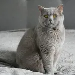 Почина котарака Румен - писан №1 на България