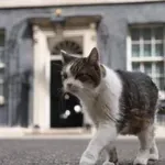 Котаракът Лари посреща своя седми съквартирант на „Даунинг стрийт“ 10