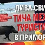 Дива свиня тича между туристите в Приморско